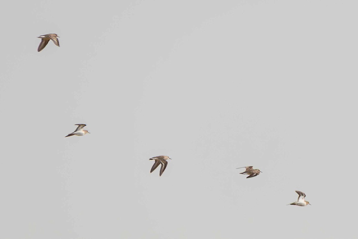 Temminck's Stint - ML646644853