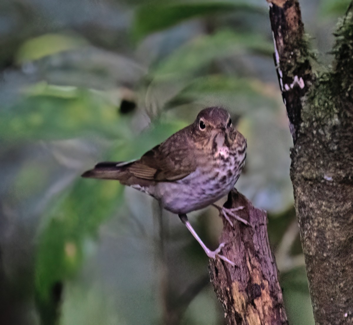 Swainson's Thrush - ML646644854