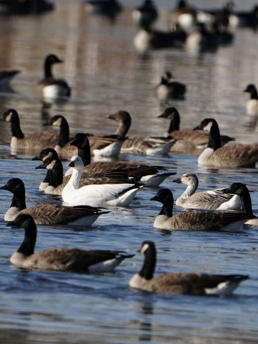 Snow Goose - ML646644855