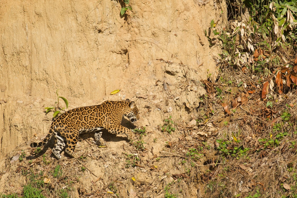 Jaguar - ML646644856