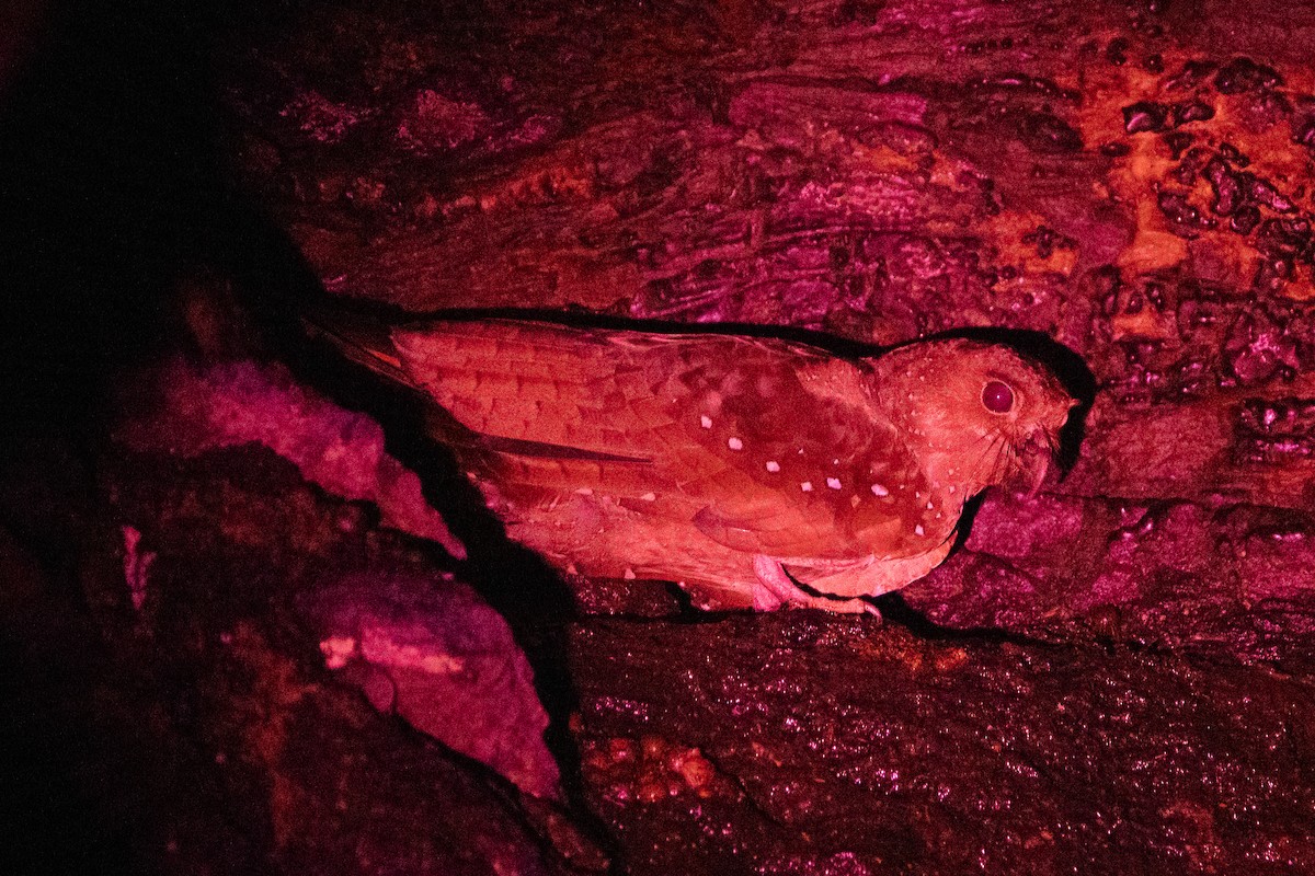 Oilbird - ML646644857