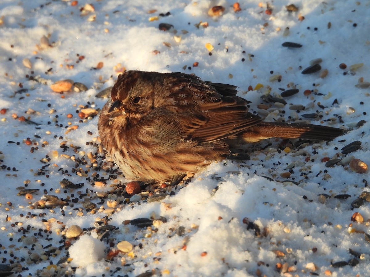 Song Sparrow - ML646644861