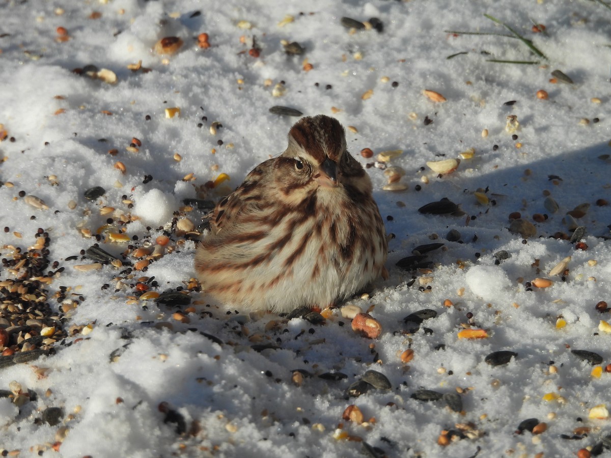 Song Sparrow - ML646644862