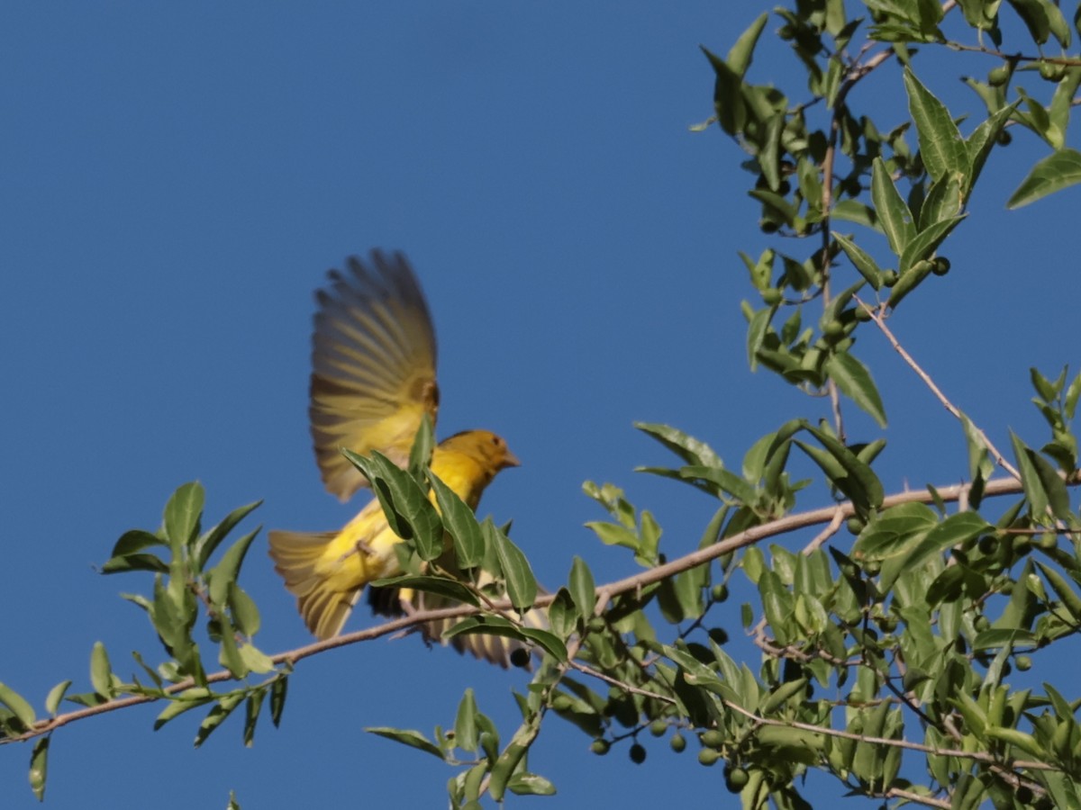 Saffron Finch - ML646644864