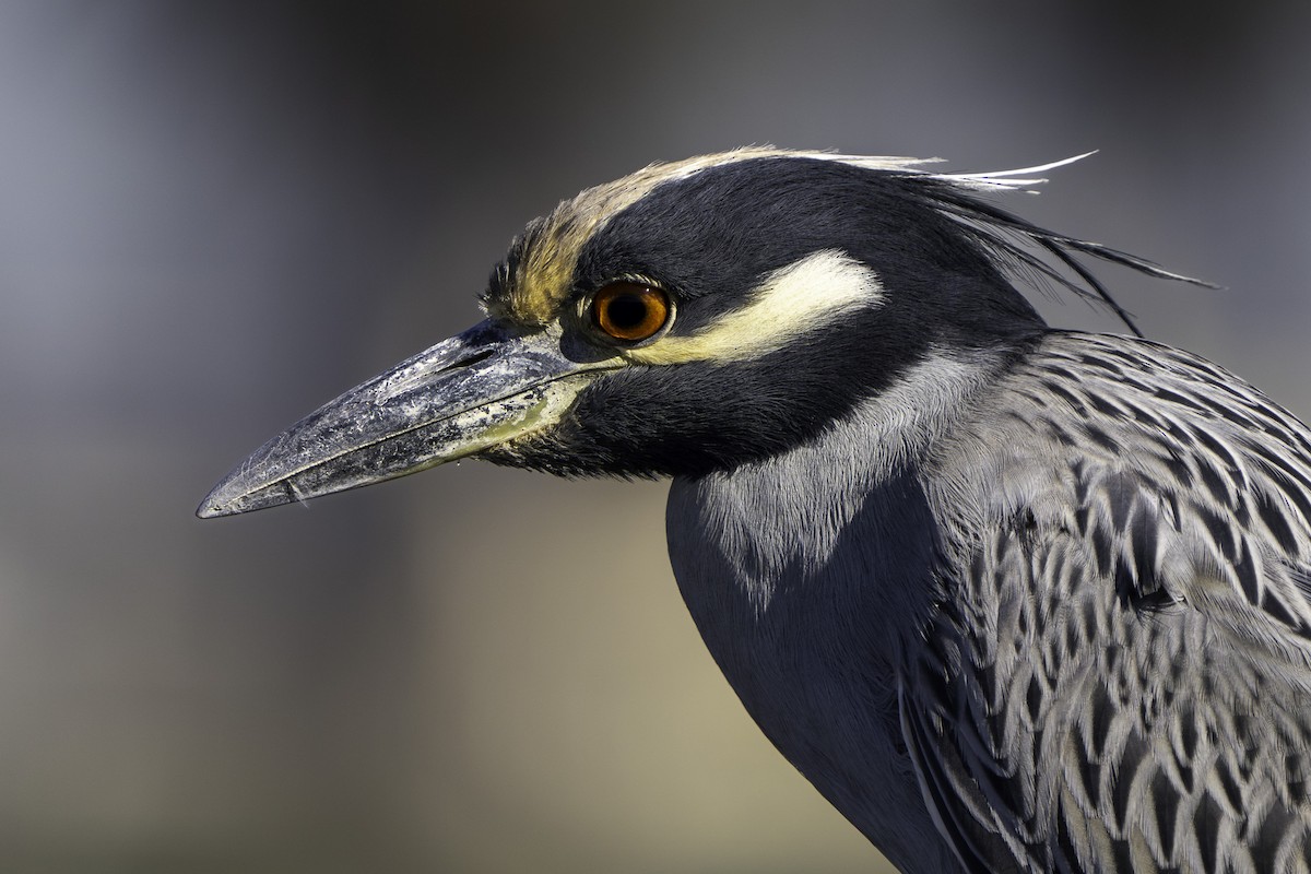 kvakoš žlutočelý - ML646644868