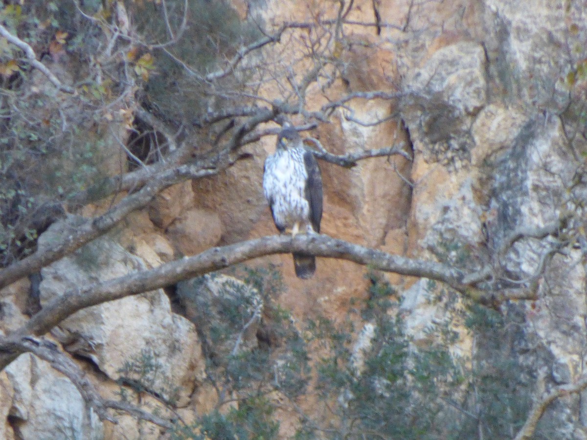 Bonelli's Eagle - ML646644869