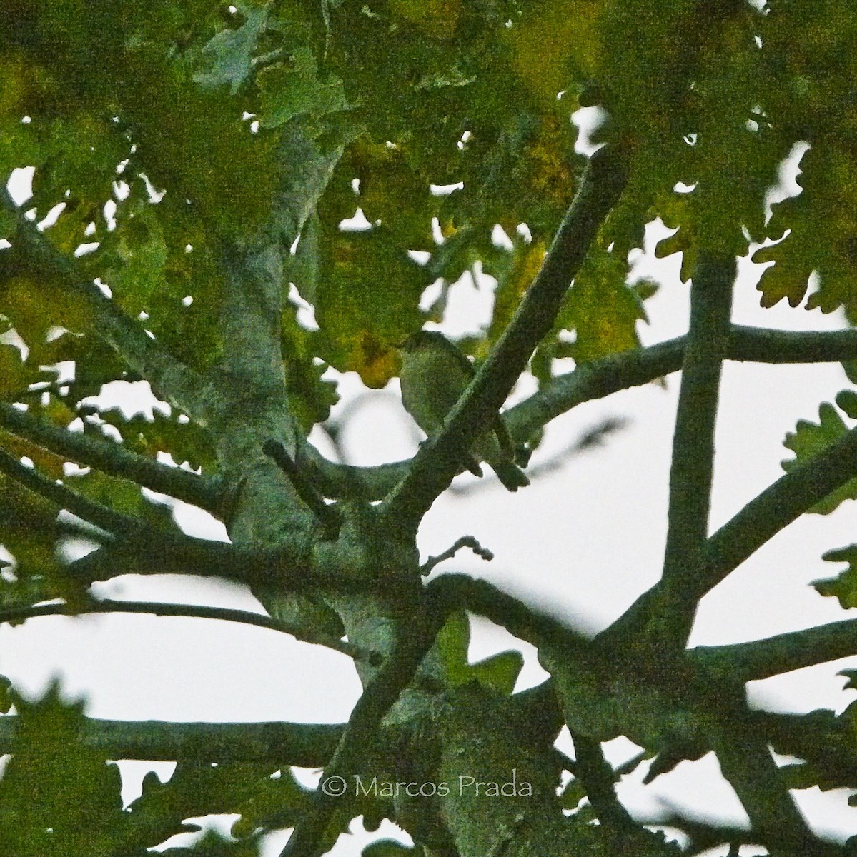 Zwergschnäpper - ML646644873