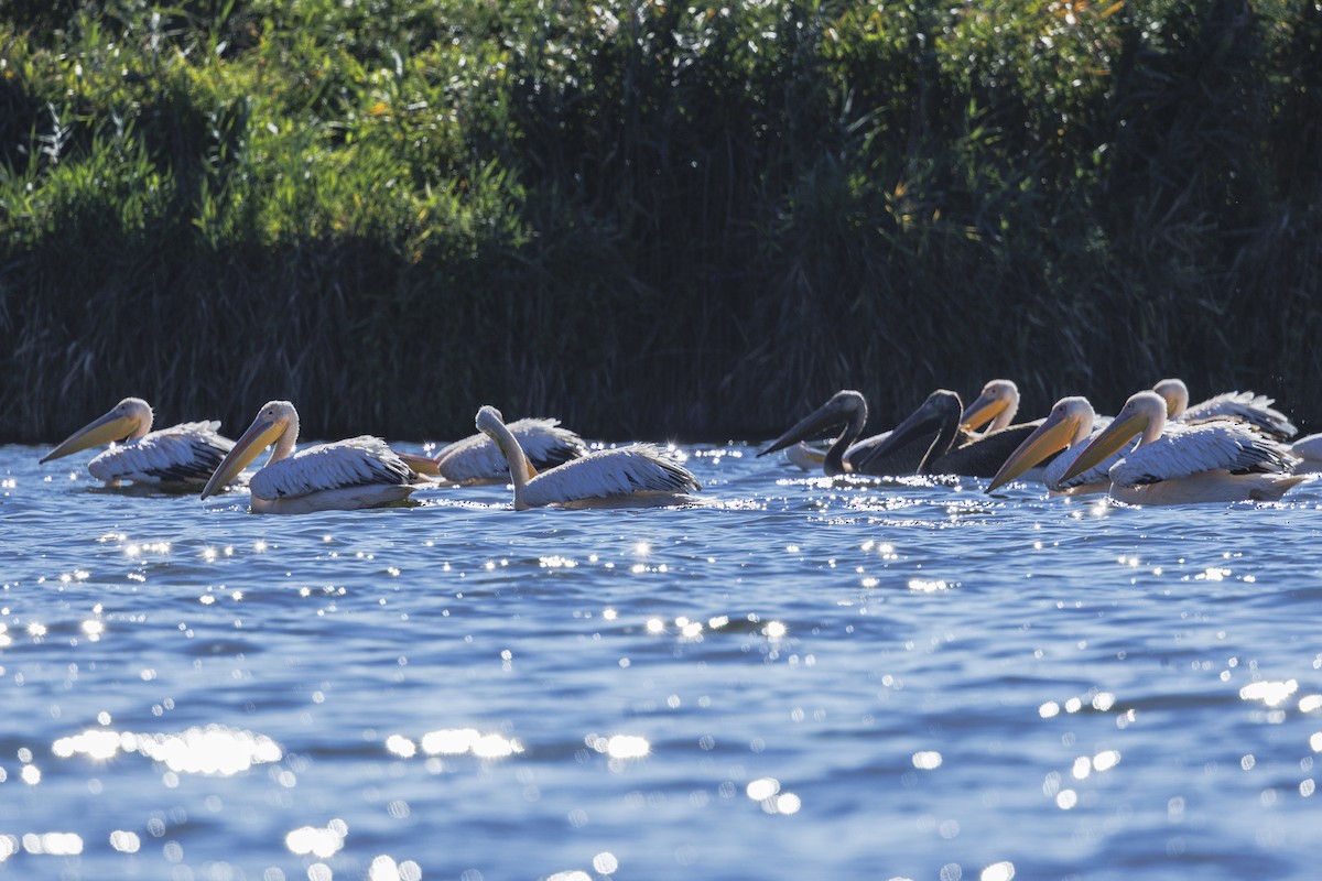 Розовый пеликан - ML646644875