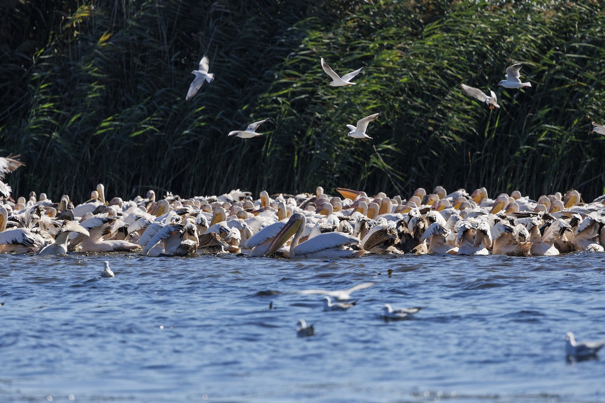 Розовый пеликан - ML646644876