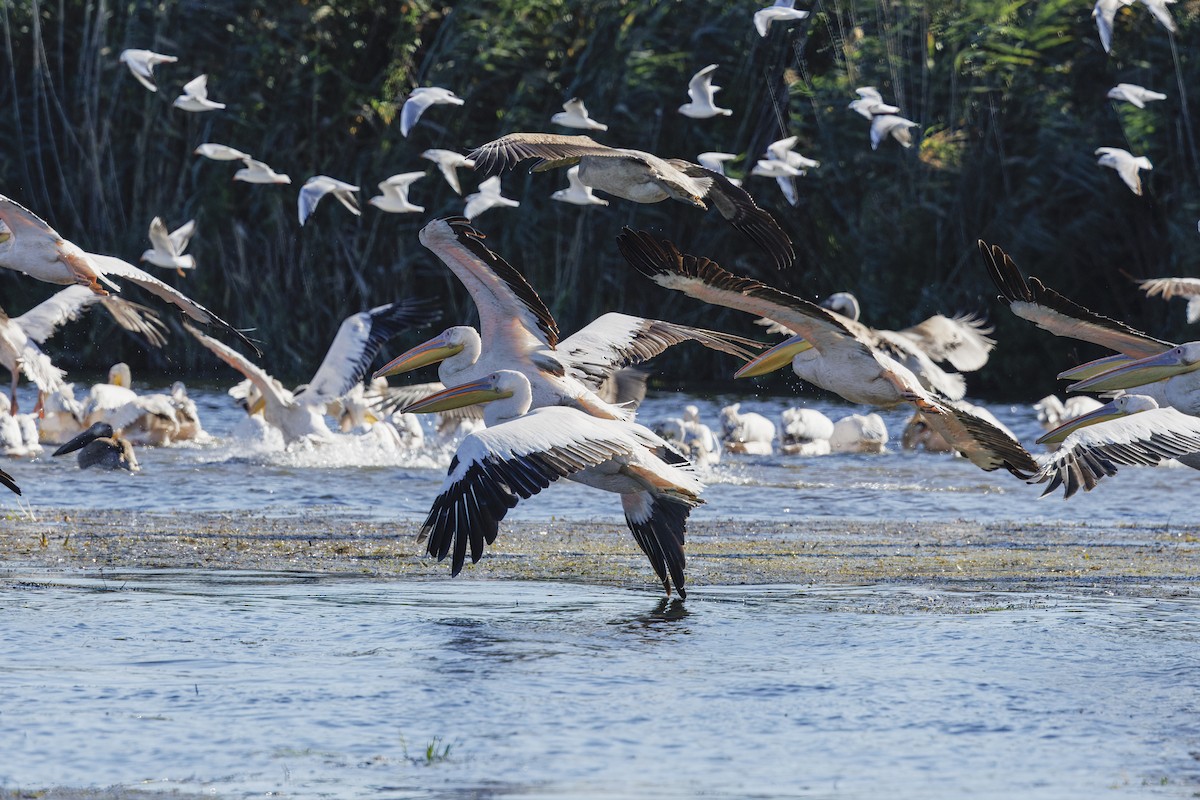 Розовый пеликан - ML646644877