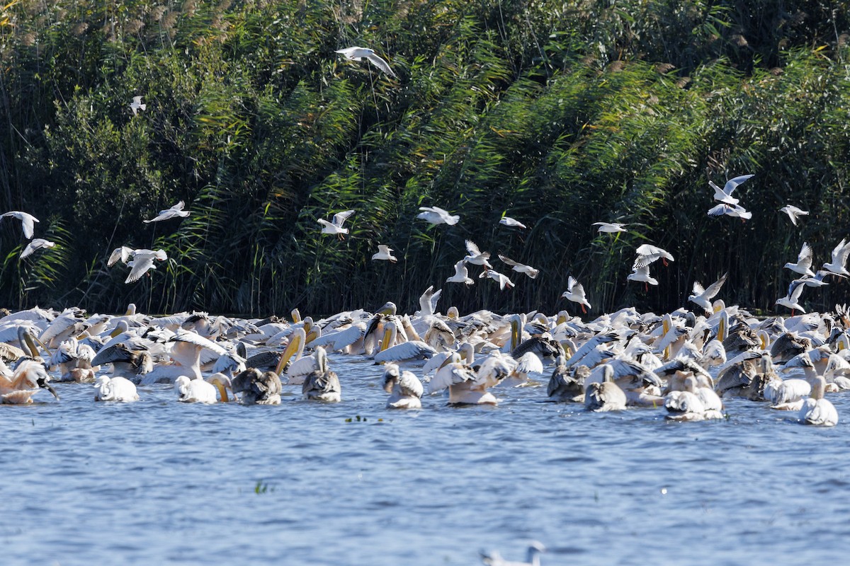 Розовый пеликан - ML646644878