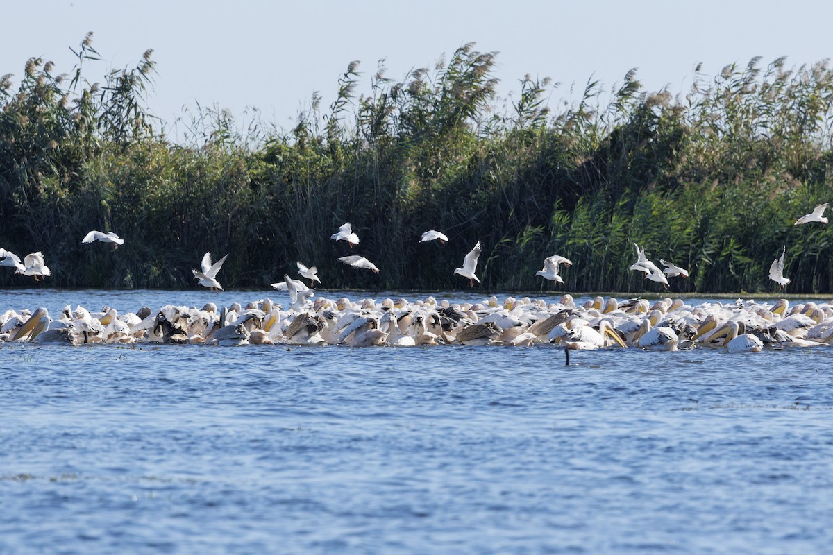 Розовый пеликан - ML646644879