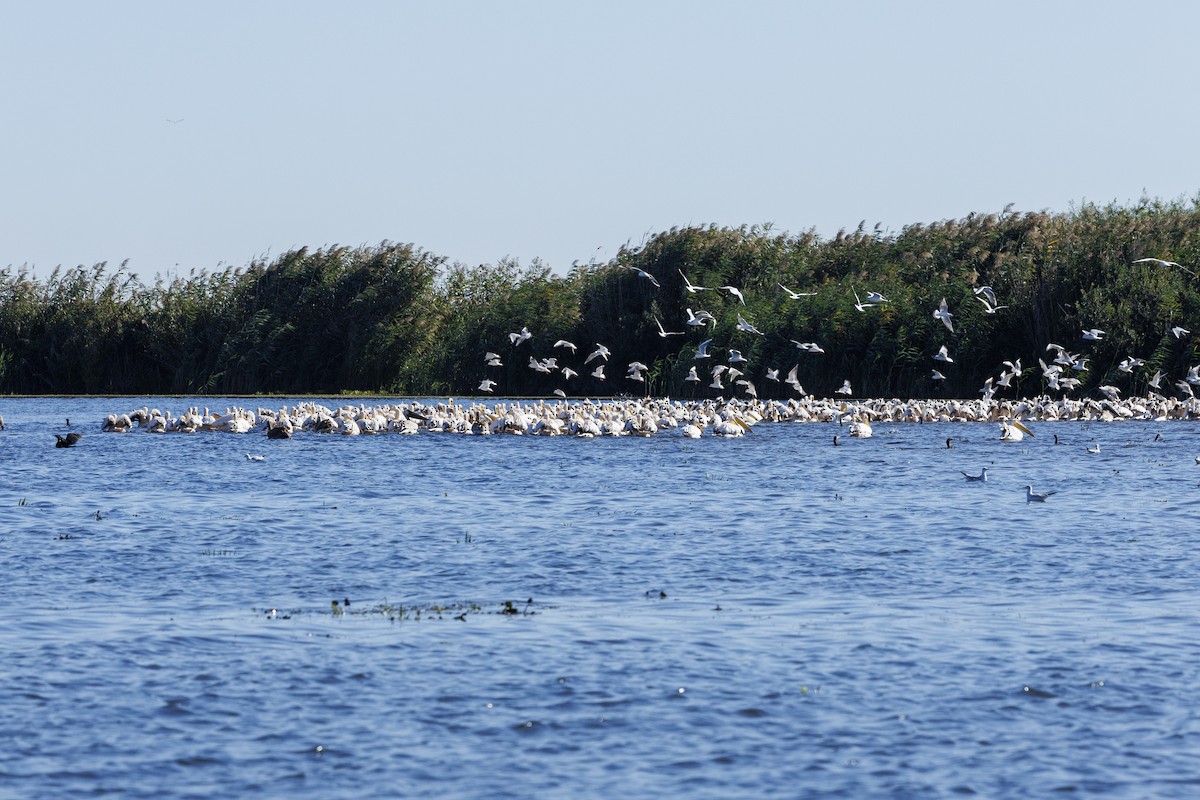 Розовый пеликан - ML646644882