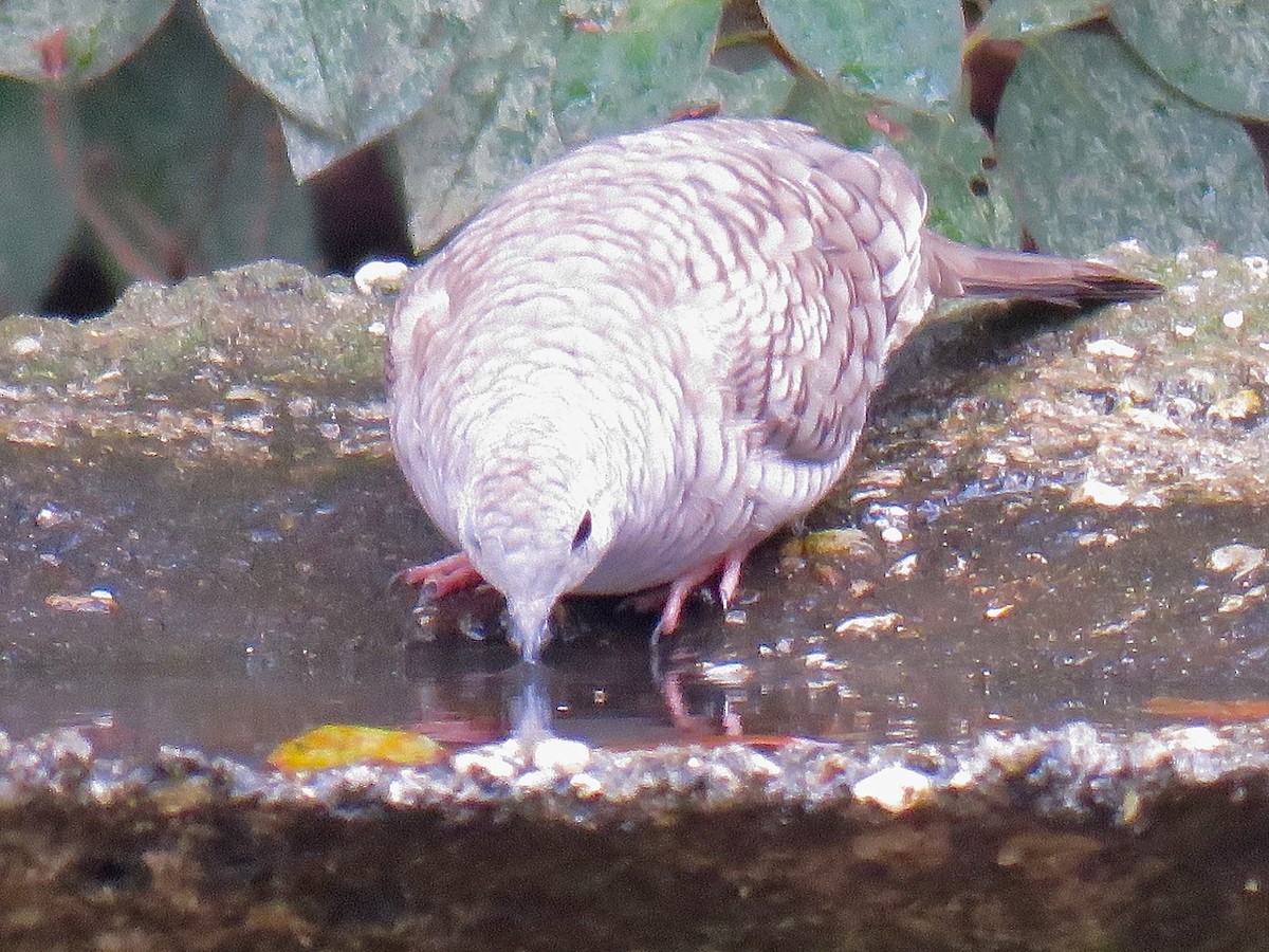 Inca Dove - ML646644883