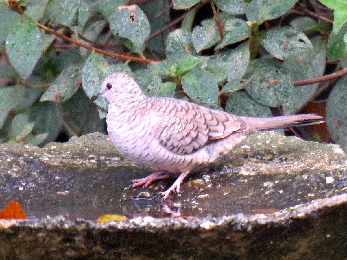 Inca Dove - ML646644884