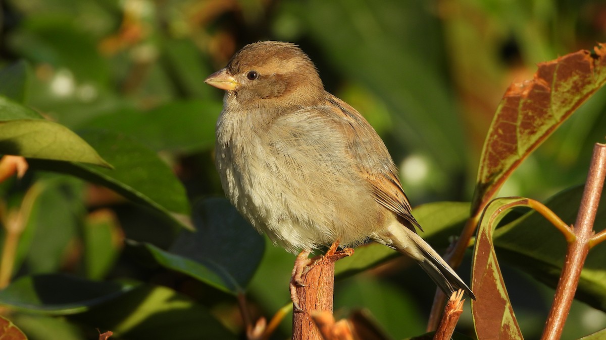 家麻雀 - ML646644886