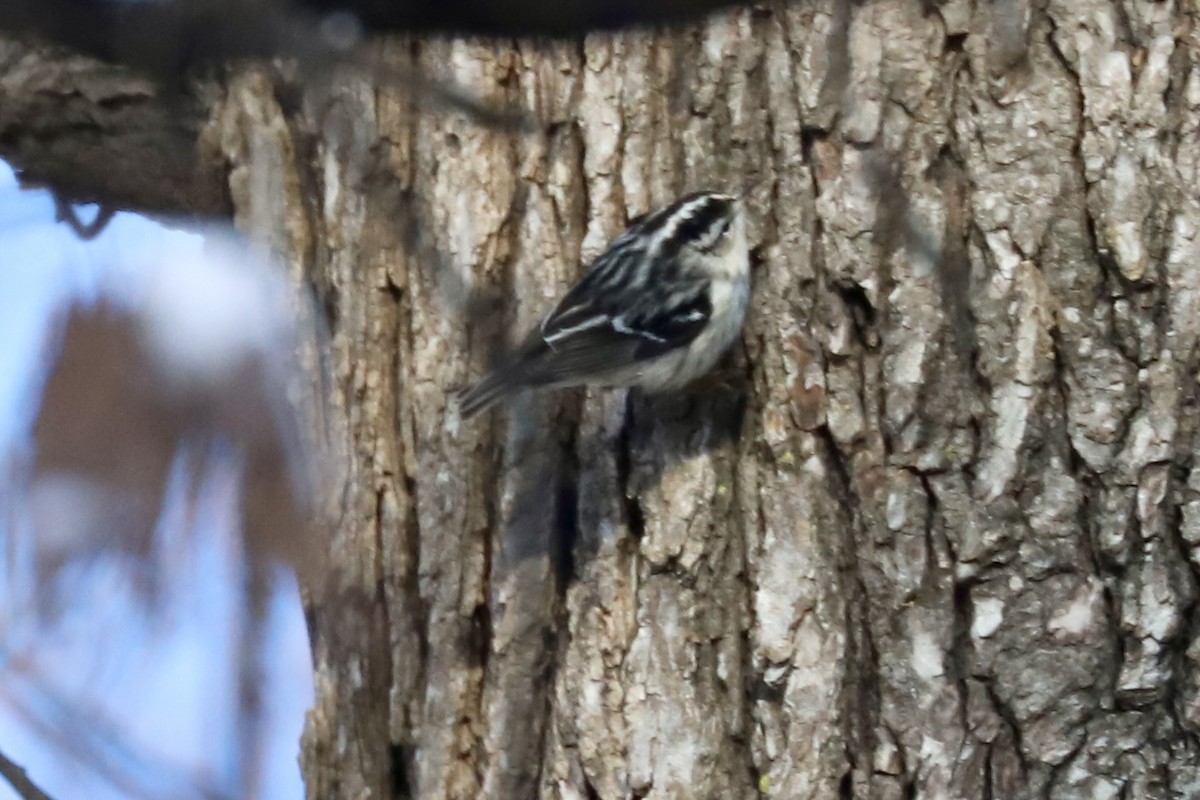 Black-and-white Warbler - ML646644887