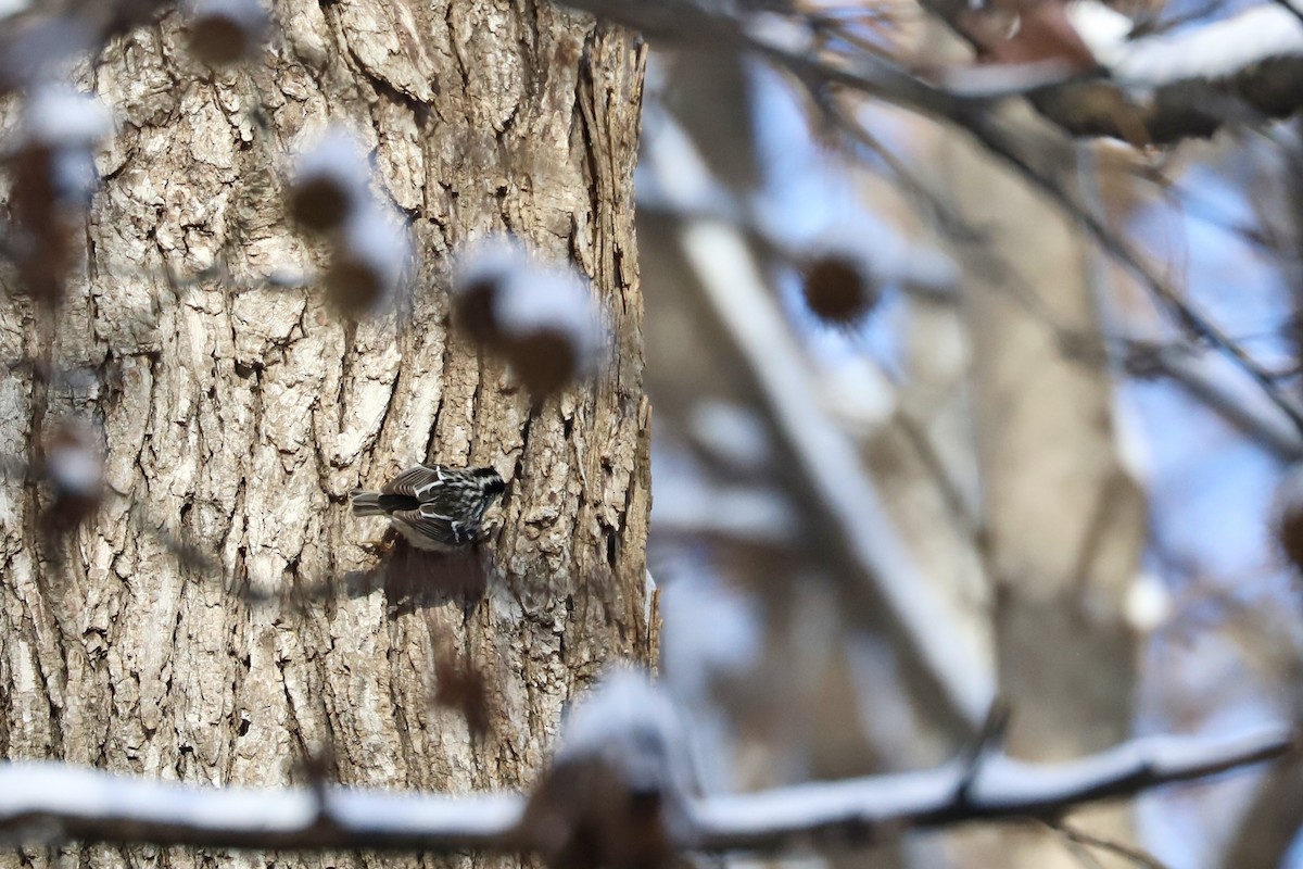 Black-and-white Warbler - ML646644888