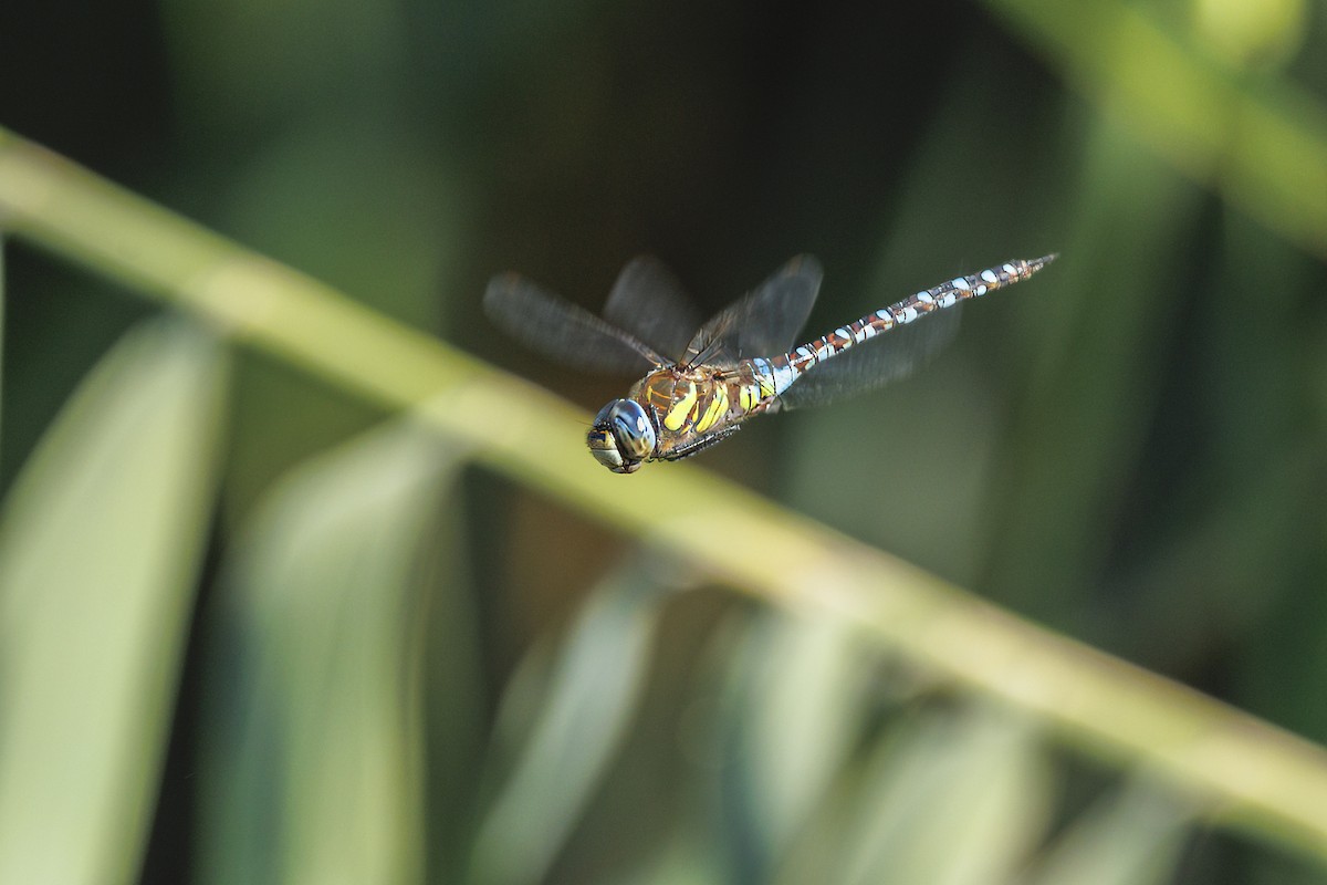 Коромысло помесное - ML646644890