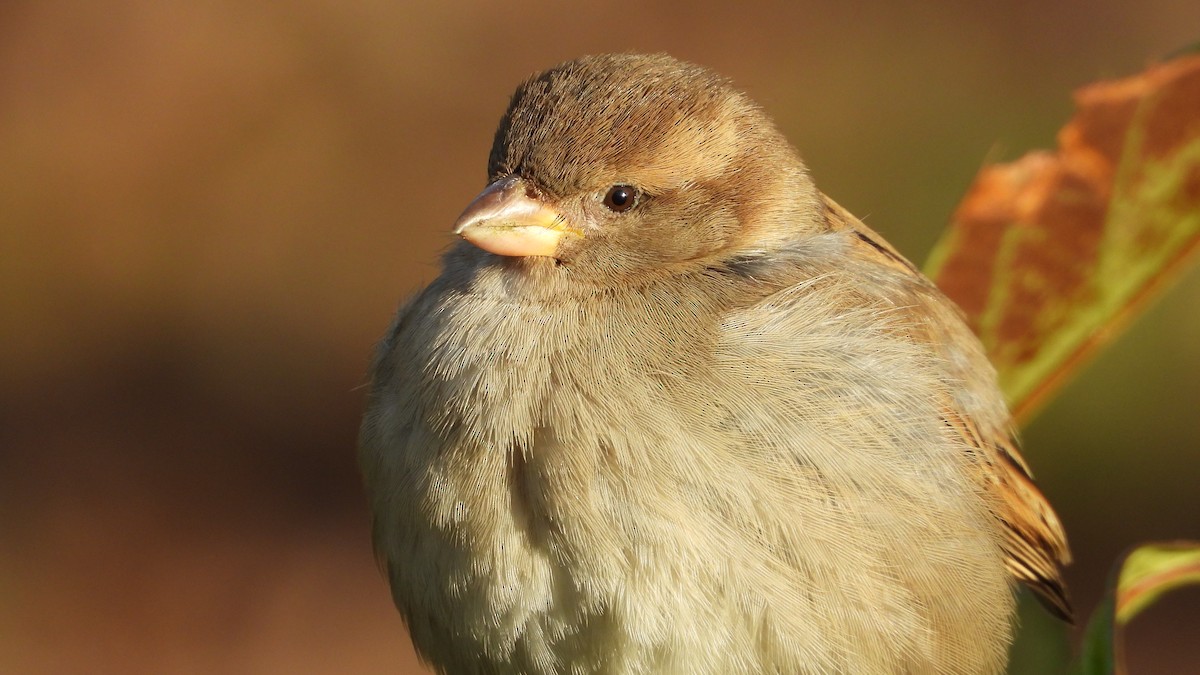 家麻雀 - ML646644891