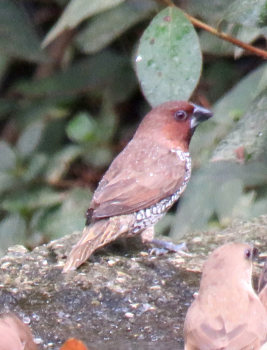 Scaly-breasted Munia - ML646644892
