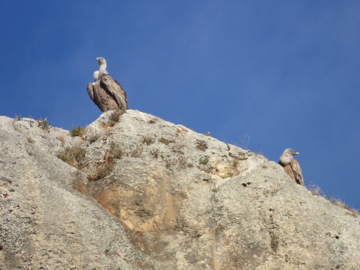 Eurasian Griffon - ML646644894