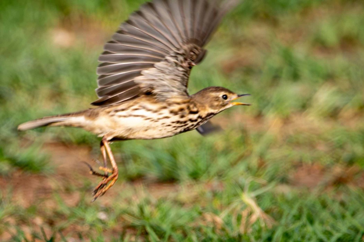 Red-throated Pipit - ML646644895