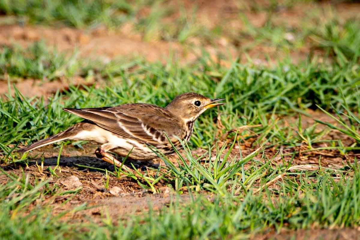 Red-throated Pipit - ML646644896