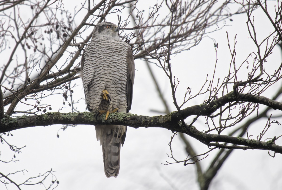 Үлэг харцага - ML646644901