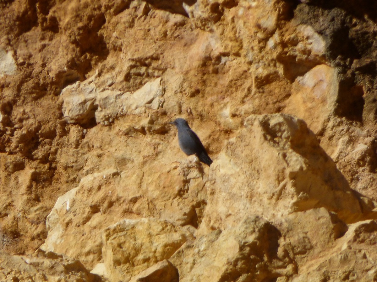 Blue Rock-Thrush - ML646644902