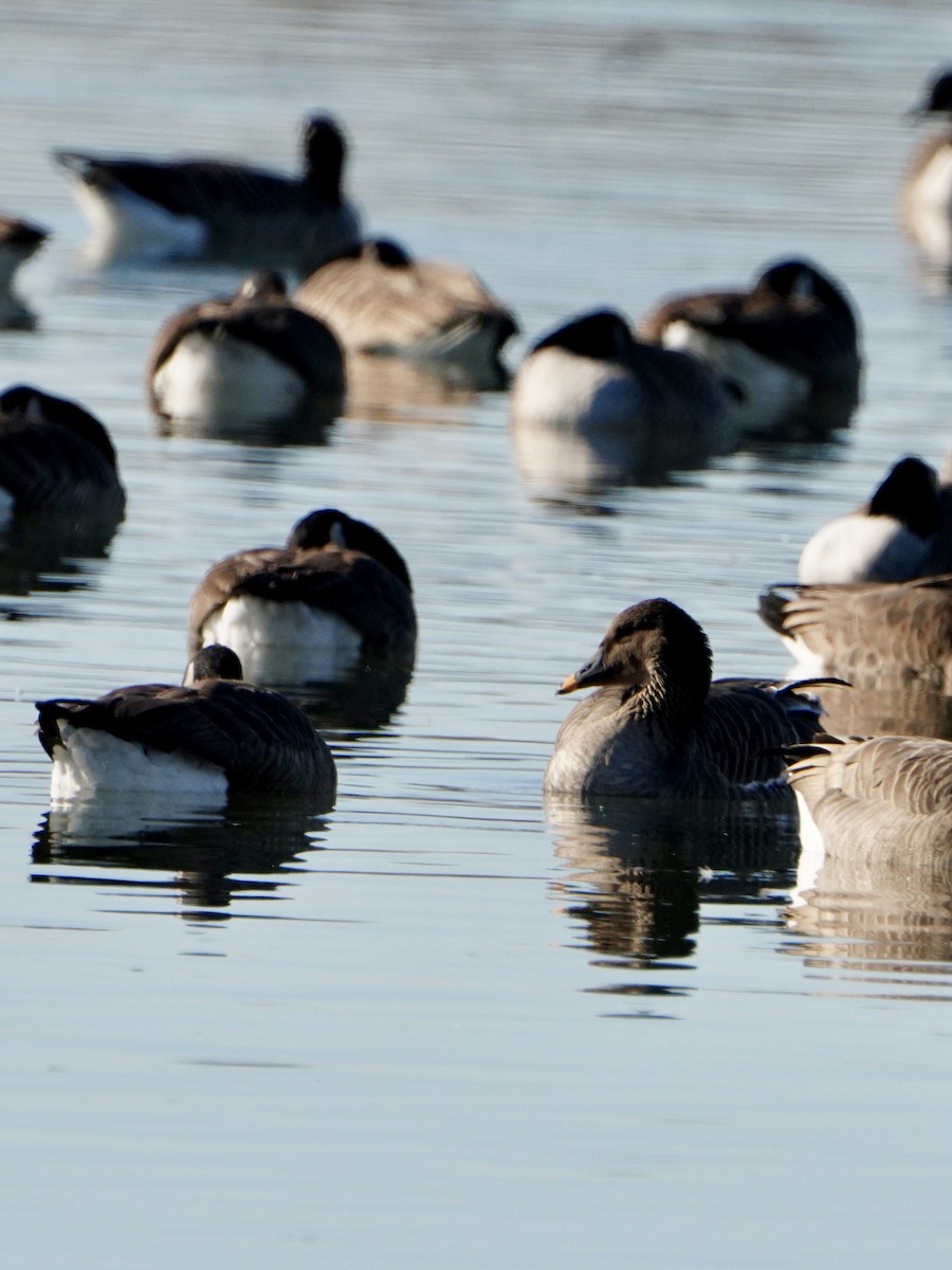 tundrasædgås - ML646644903