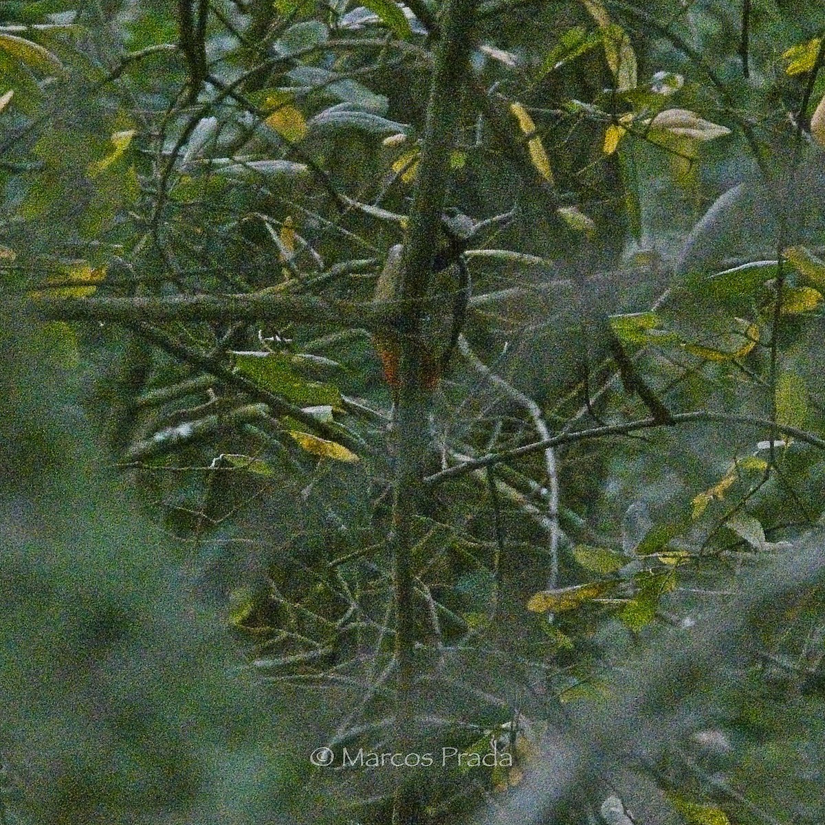 Buntspecht - ML646644904