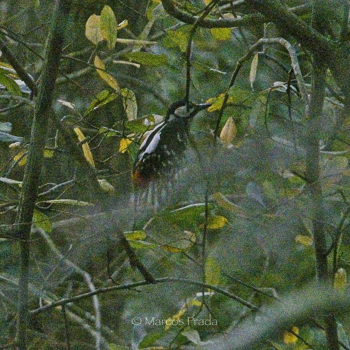 Buntspecht - ML646644905