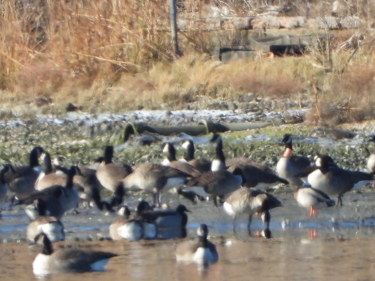 Canada Goose - ML646644918