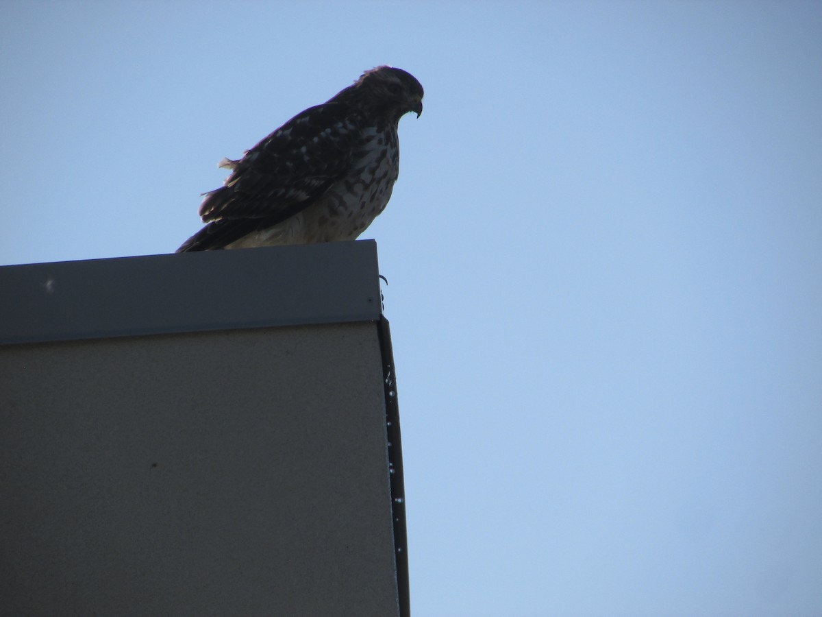 Red-shouldered Hawk - ML646644920