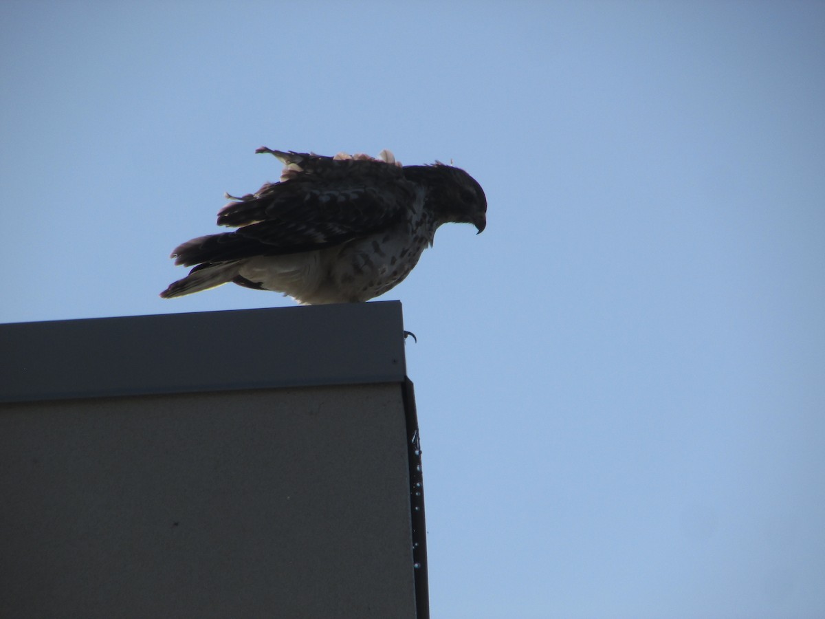 Red-shouldered Hawk - ML646644921