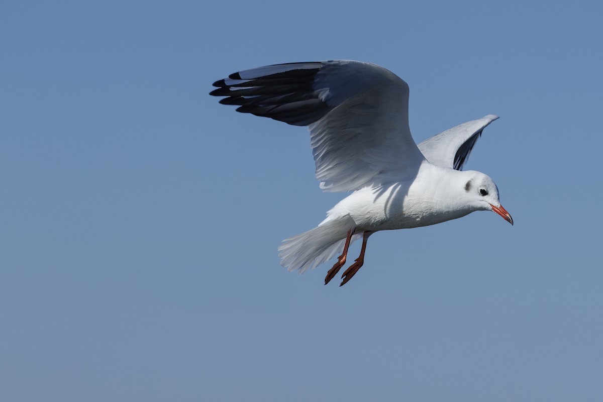 Озёрная чайка - ML646644923