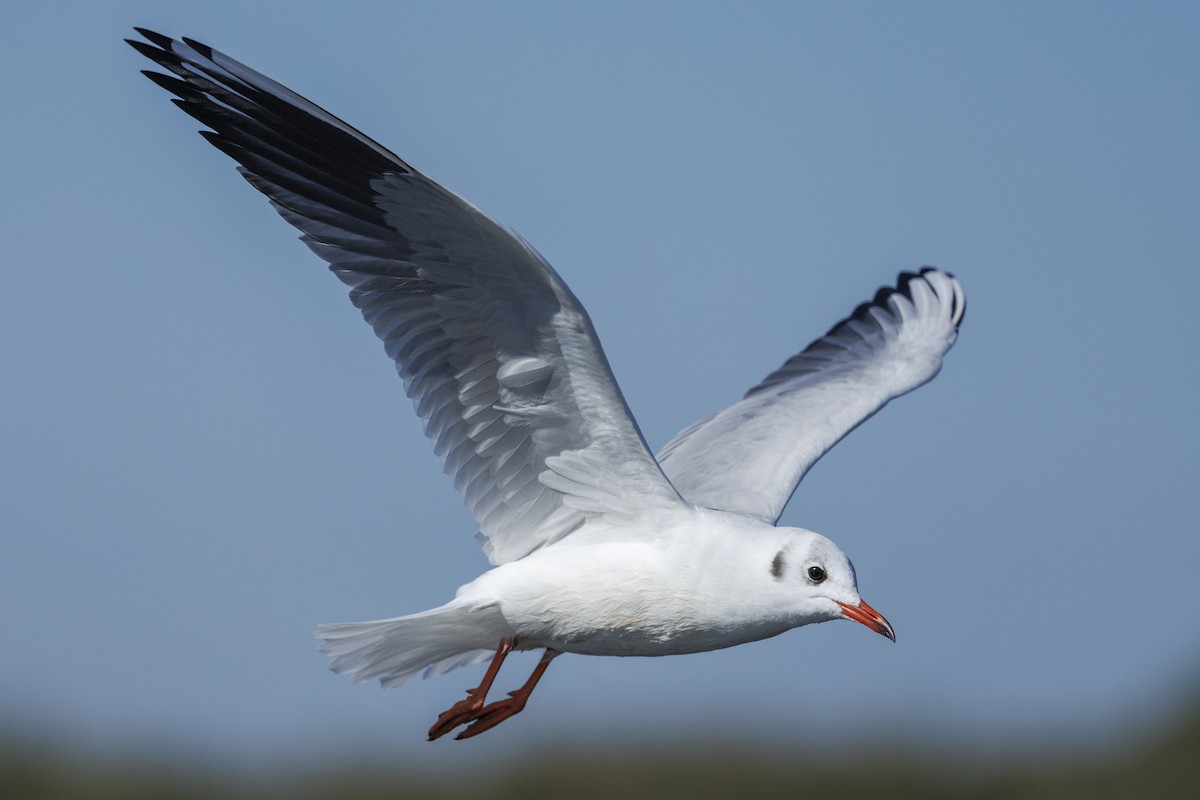 Озёрная чайка - ML646644924