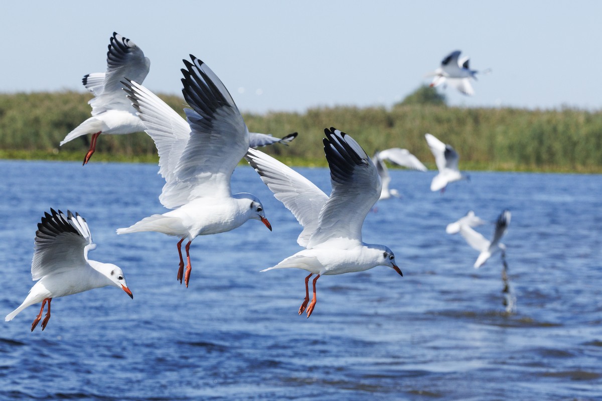 Озёрная чайка - ML646644925