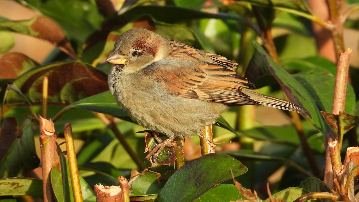 家麻雀 - ML646644927