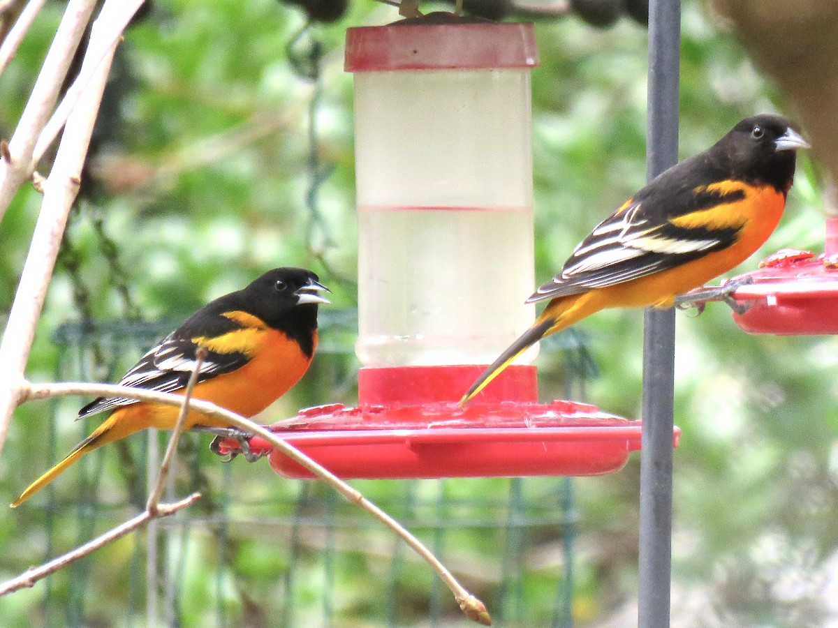 Baltimore Oriole - ML646644929