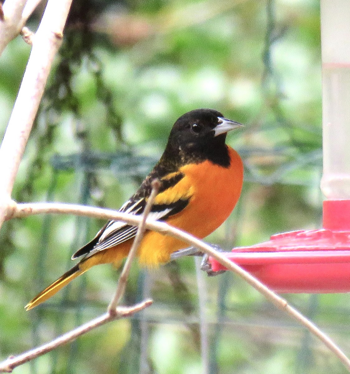 Baltimore Oriole - ML646644930
