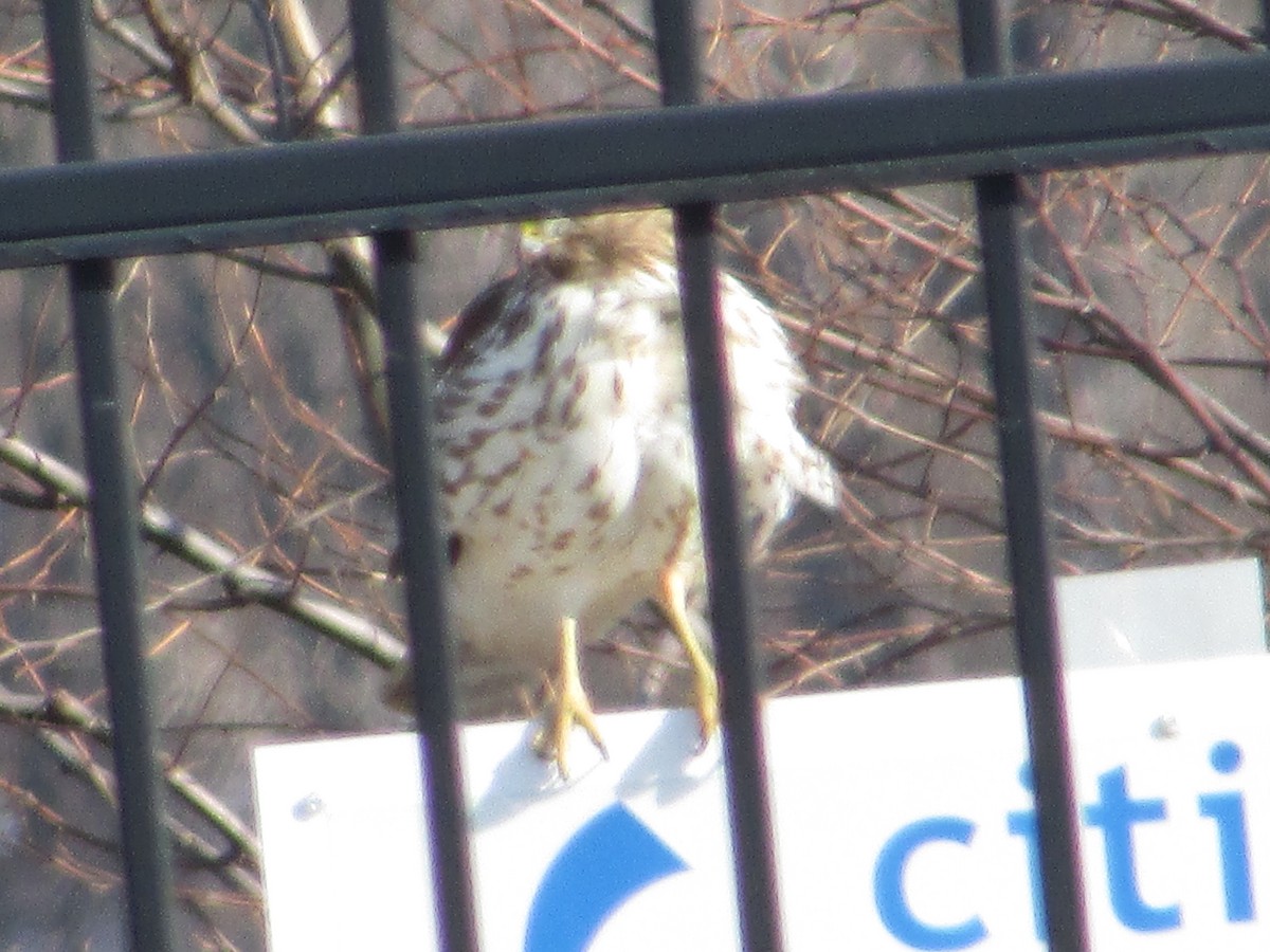 Red-shouldered Hawk - ML646644931