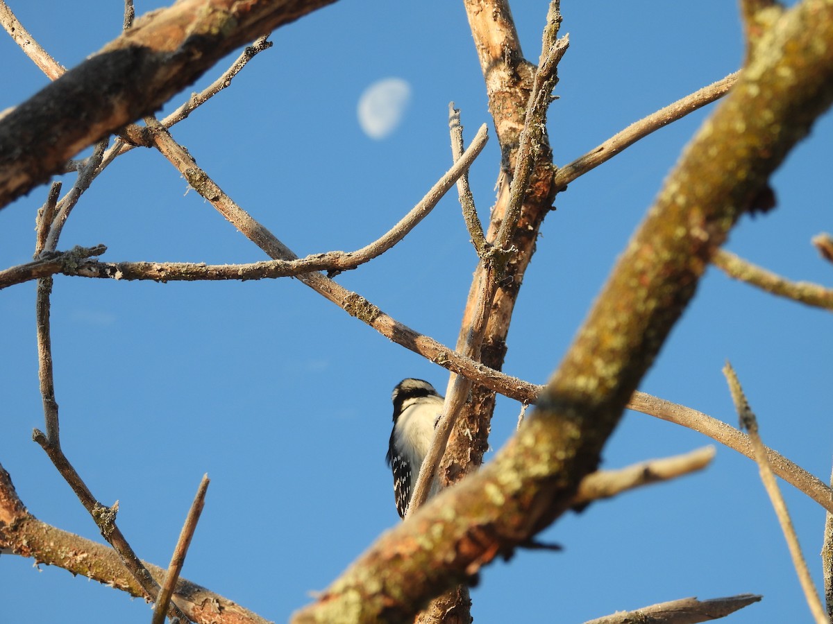 Downy Woodpecker - ML646644935