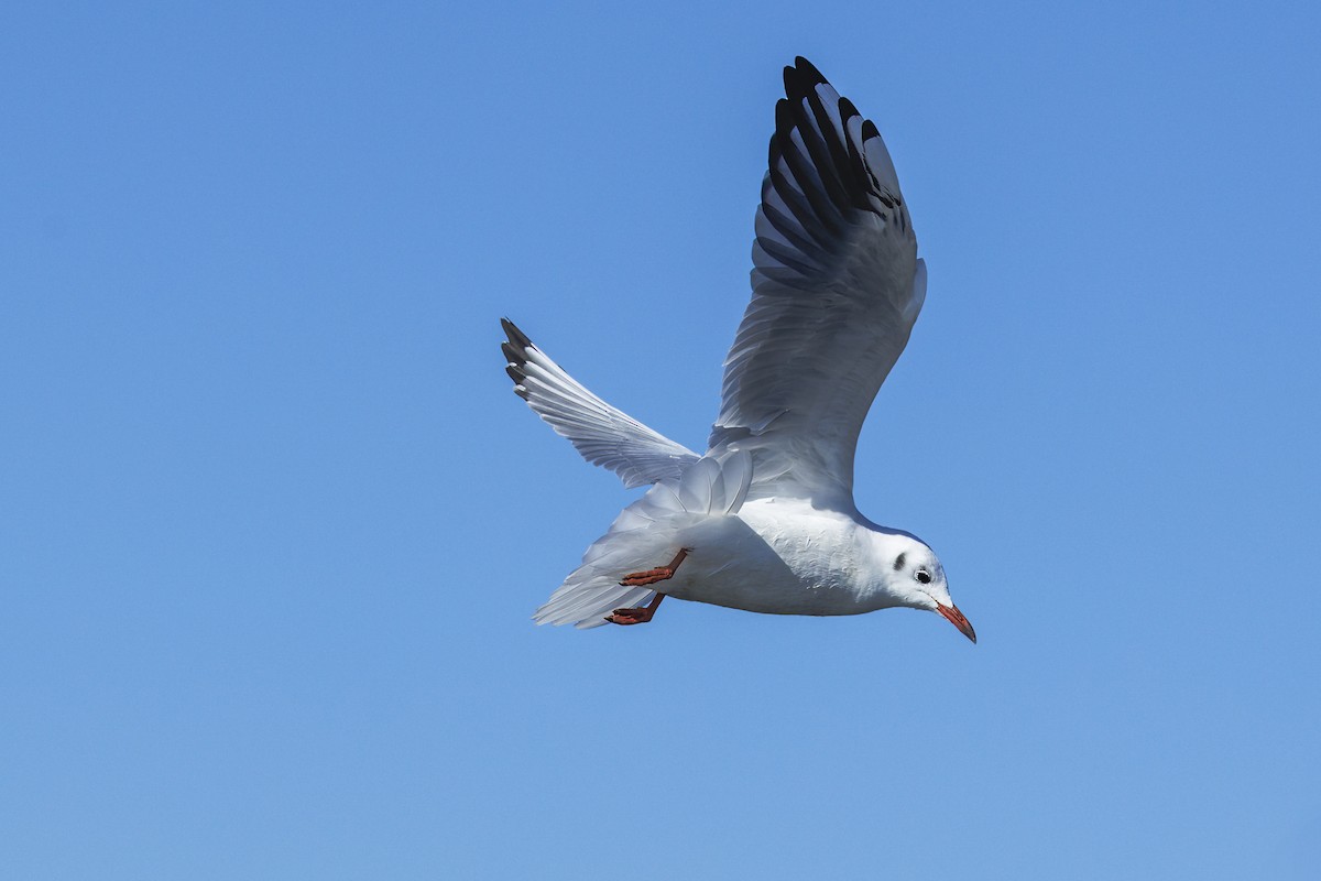 Озёрная чайка - ML646644938