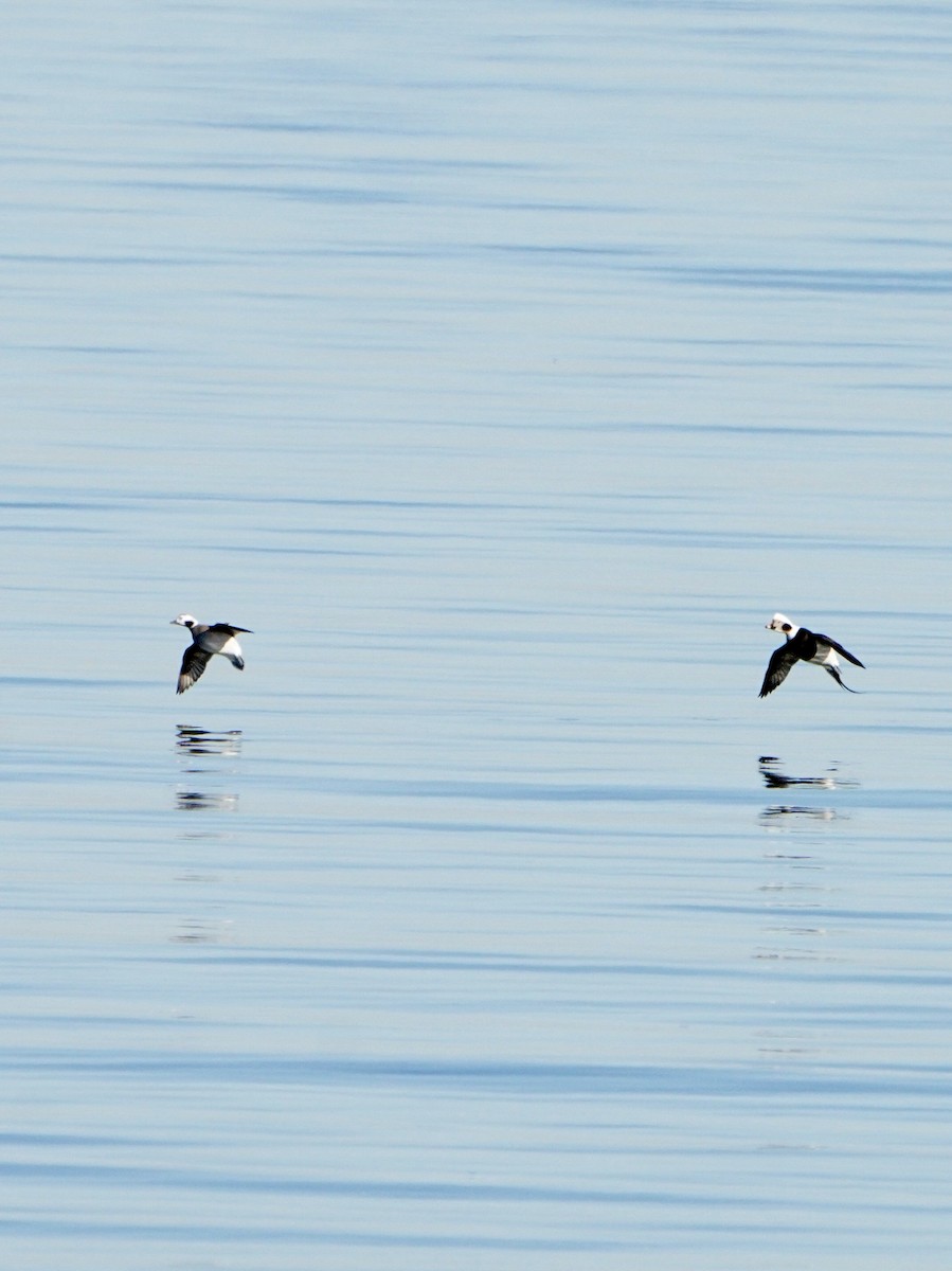 Long-tailed Duck - ML646644942