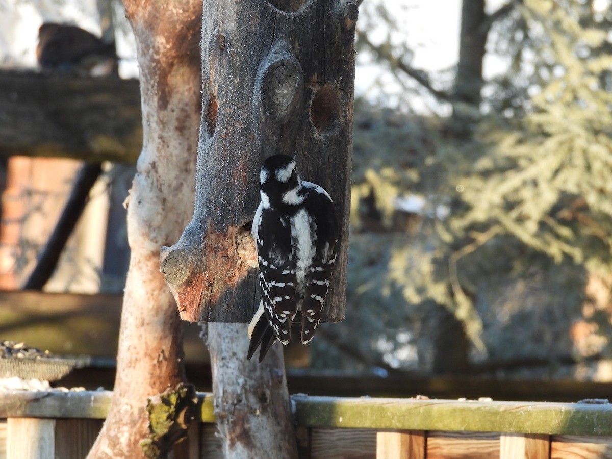 Hairy Woodpecker - ML646644944