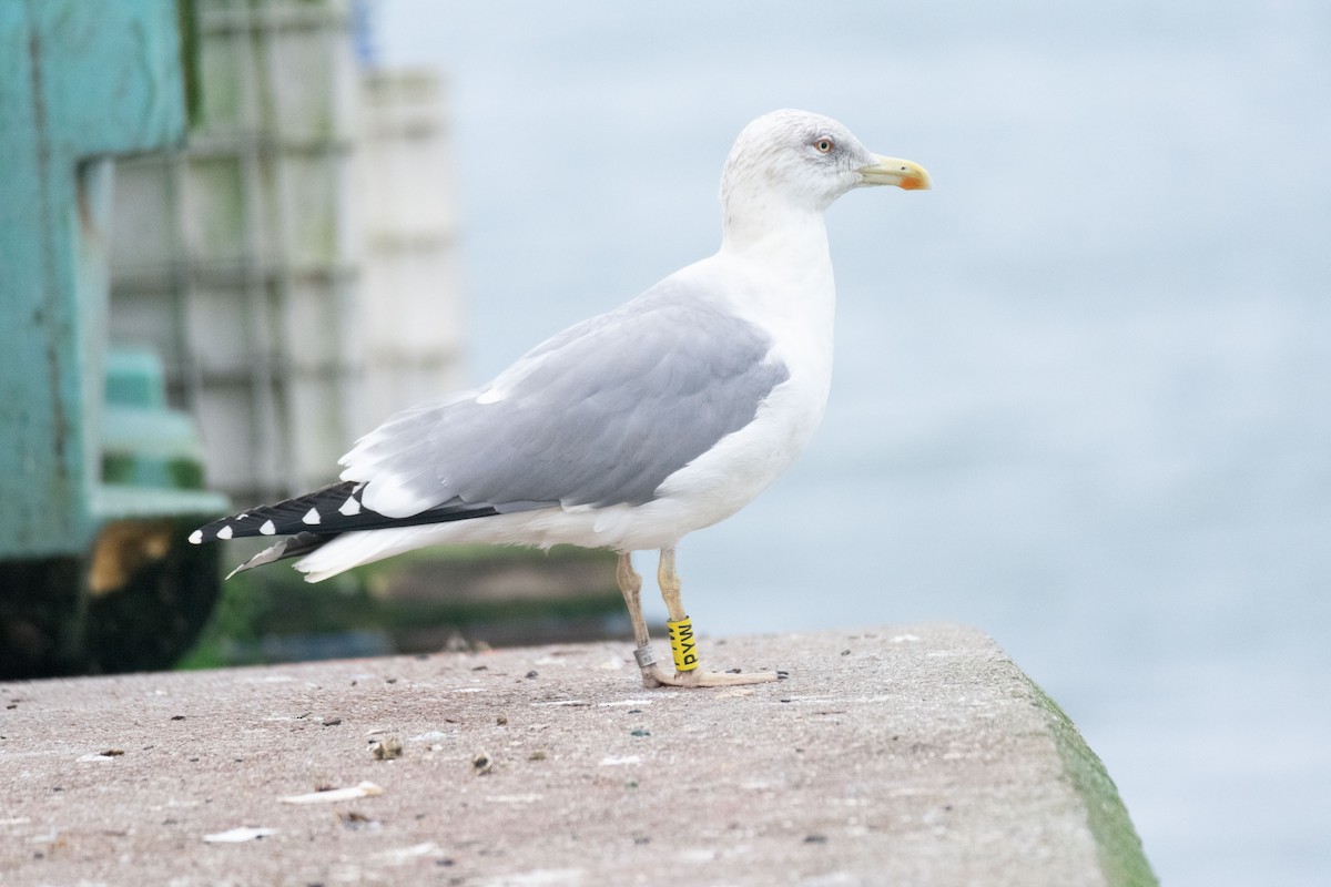 Yellow-legged Gull - ML646644947