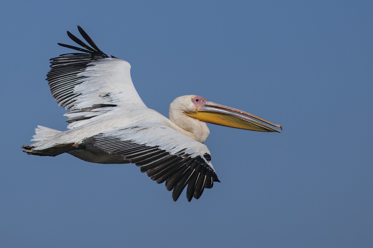 Розовый пеликан - ML646644948