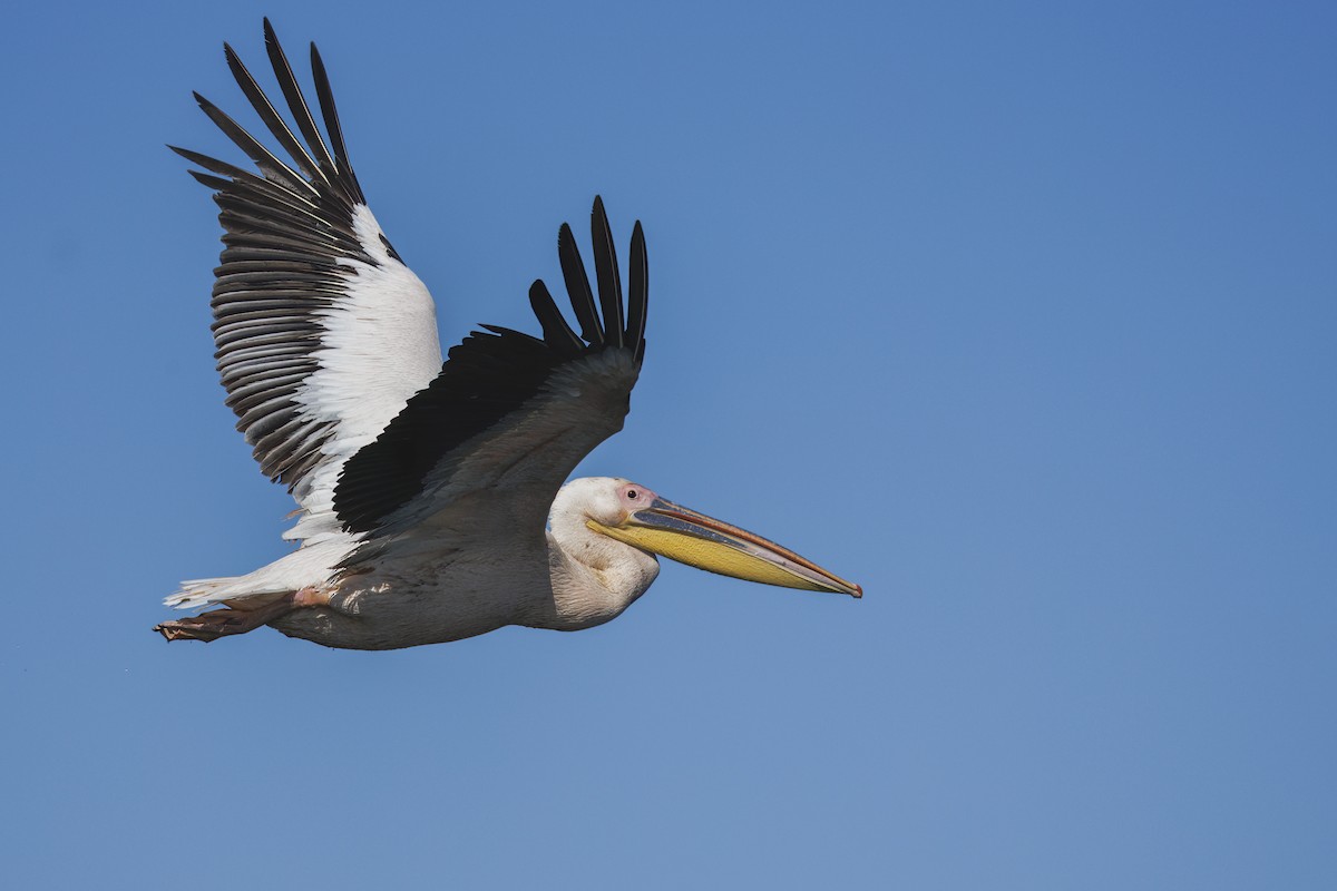 Розовый пеликан - ML646644949